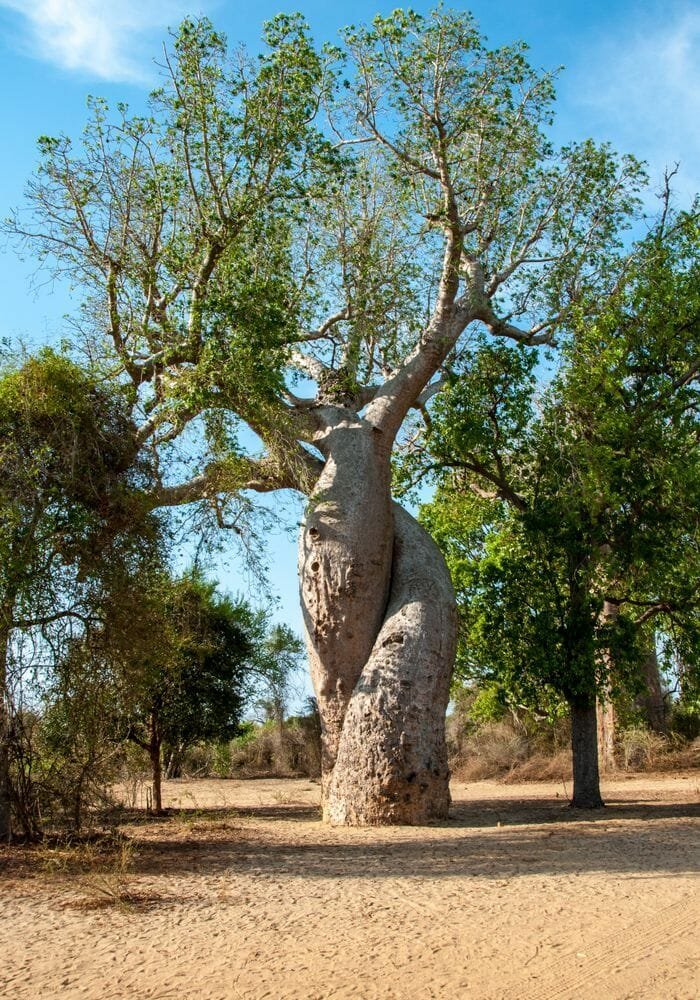 le baobab amoureux😍🥰
#Madagascar 🇲🇬
bit.ly/3us5mHv
