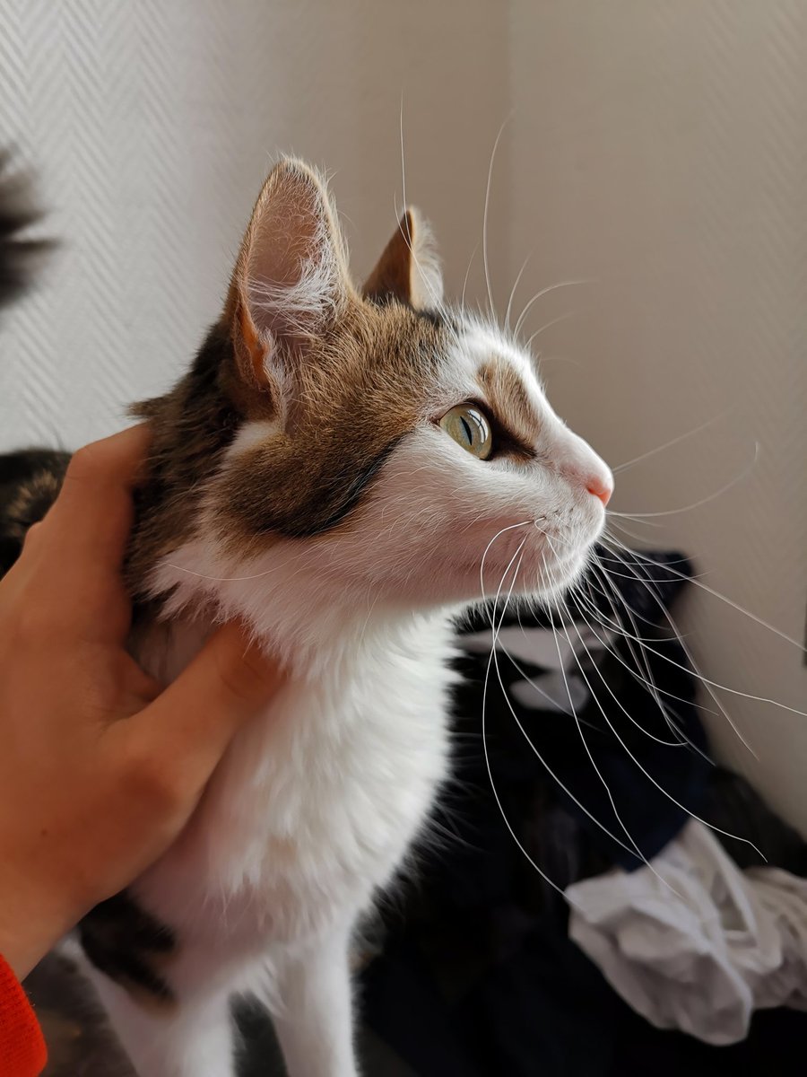 NivaValentin's tweet photo. Bientôt les 1ans de cette beauté aussi 😍 https://t.co/RGa0hSsyaI