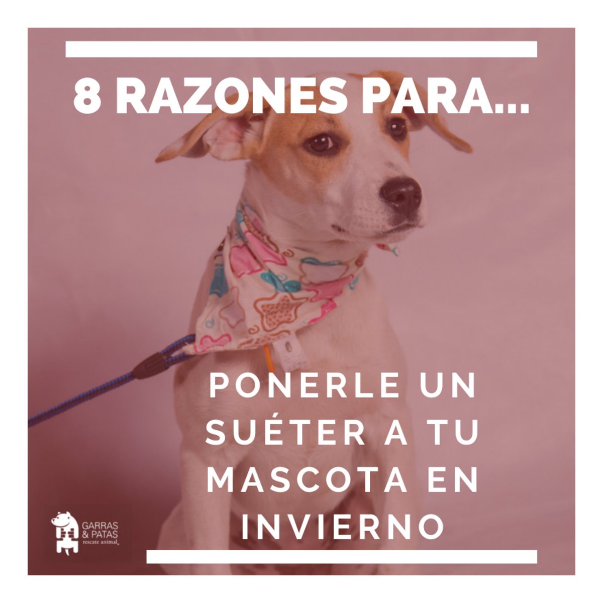 F_GarrasyPatas's tweet photo. No todos los animales requieren chalecos en invierno, pero te dejamos #8Razones para usar uno. Observa a tu mascota, consulta con tu Vet y determinen si necesita uno. En general sólo se usan para salir, no dentro de casa, salvo por condiciones extremas. 😊 #TenenciaResponsableGyP https://t.co/KFJWPTZvxf