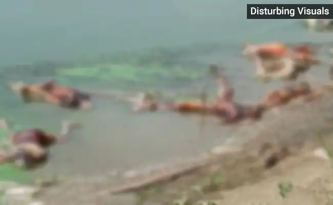 ndtv's tweet photo. #Covid Panic In Bihar Town As Over 40 Bodies Wash Up On Banks Of Ganga https://t.co/Mu8aNk9u47 https://t.co/hUszBetWlB