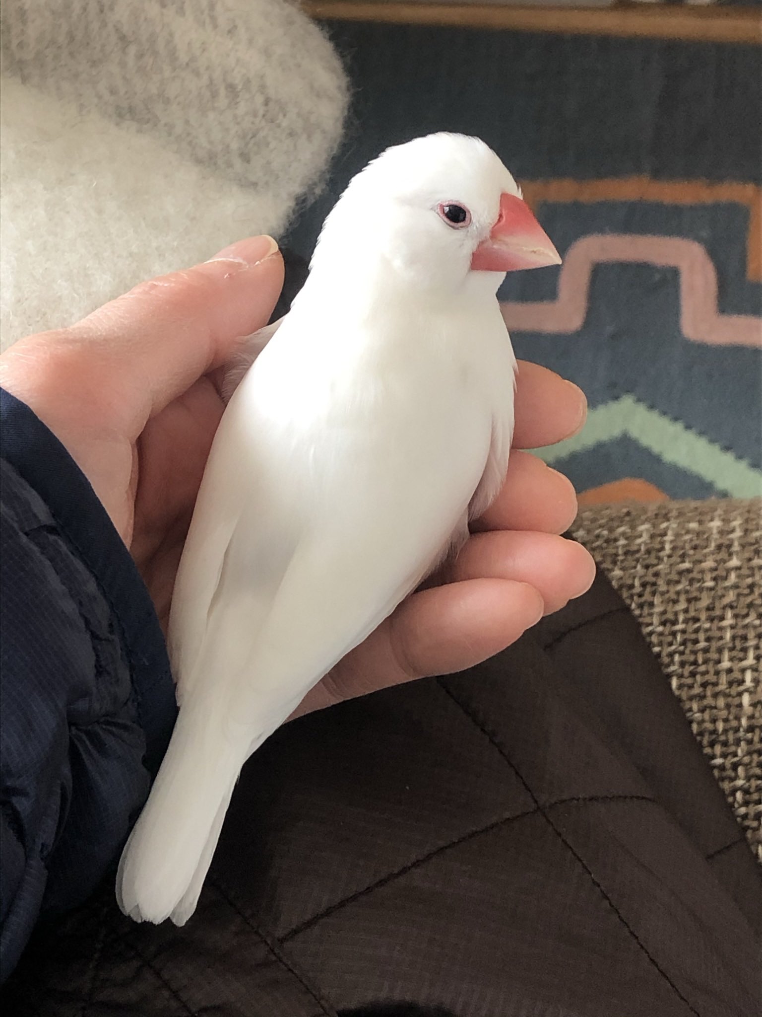 白文鳥探し Kotori315 Mame Twitter