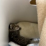 参考にしたい!動物病院で聞いた子猫の保温の術がこちら!