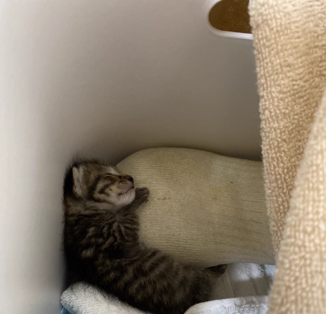 参考にしたい！動物病院で聞いた子猫の保温の術がこちら！