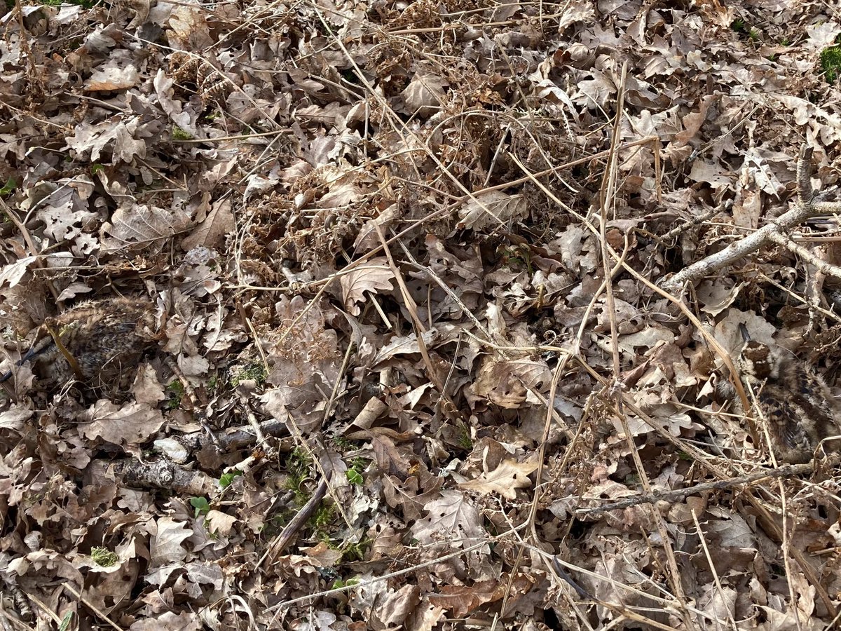 Woodcock Chicks, I thought they had gone but No, they are in the pic taken with mobile phone