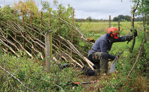 6/ A planned return to pre-WWII levels of well-managed hedgerows, we could not only absorb/store an additional 600,000 tonnes of CO2 a year, hugely enhancing biodiversity, but (& this is often overlooked) we could also create new, skilled jobs in hedgerow laying and maintenance.