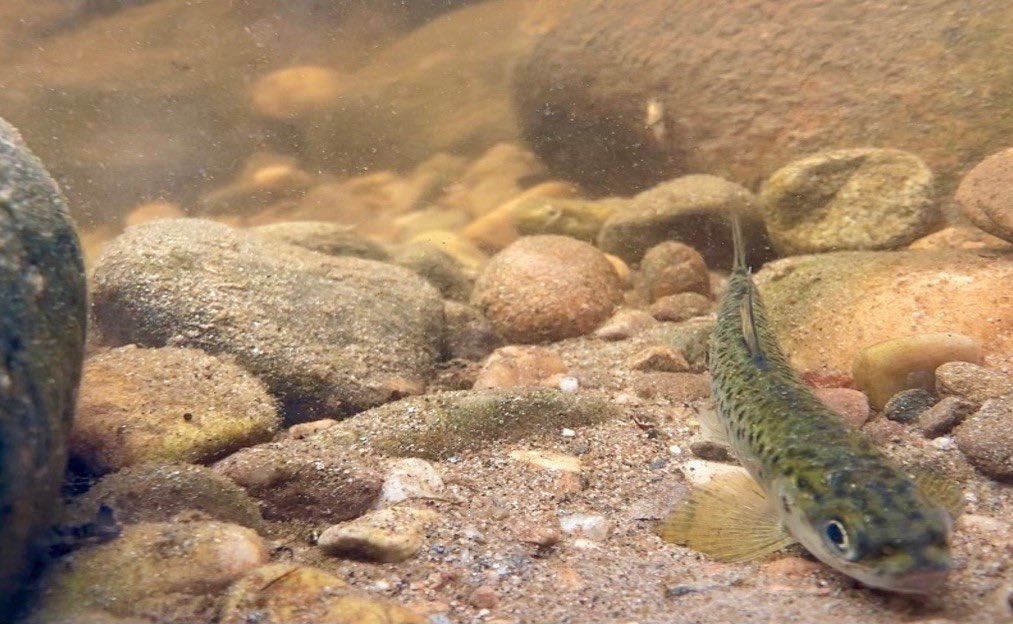 Fab underwater shot of a smolt released into the #RiverAvon, having a wee rest before making a start on its epic journey to sea... 

@SpeyFishery #MorayFirthTrackingProject #WildSalmonFirst