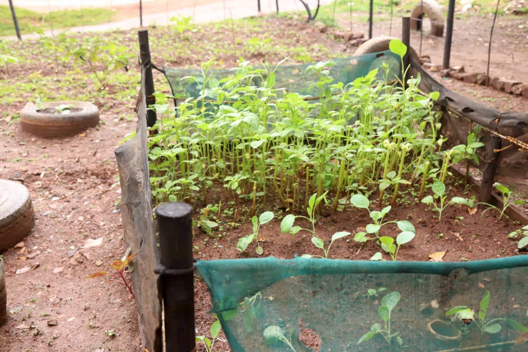 dreamtownngo's tweet image. Big shout out to the #GhettoGoGreen team in #Kinawataka from Christian Youth Missionary Group who have won the award as best youth farmers in #Kampala in @FAO's Youth Inspiring Youth in Agriculture Competition🙌🌱@activecitizensu #Uganda #GreenCity4All #SDG11