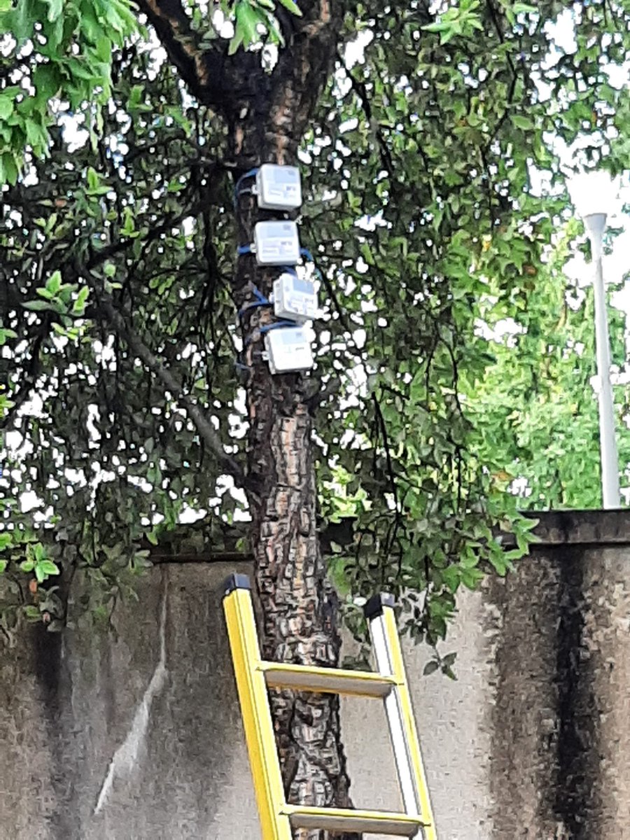 Biodiv_CIENCIAS's tweet photo. Somos fãs da #FCULresta! Tanto, que hoje instalamos sensores acústicos #audiomoths e uma câmara para registar🐦🦇🐁🦎🐸no seu interior! O objetivo é fazer um seguimento ao longo dos anos da #FCULresta para avaliar o seu impacto na diversidade da @FC_UL https://t.co/nr4T1J4T6W