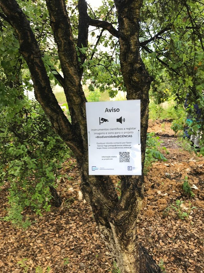 Biodiv_CIENCIAS's tweet photo. Somos fãs da #FCULresta! Tanto, que hoje instalamos sensores acústicos #audiomoths e uma câmara para registar🐦🦇🐁🦎🐸no seu interior! O objetivo é fazer um seguimento ao longo dos anos da #FCULresta para avaliar o seu impacto na diversidade da @FC_UL https://t.co/nr4T1J4T6W