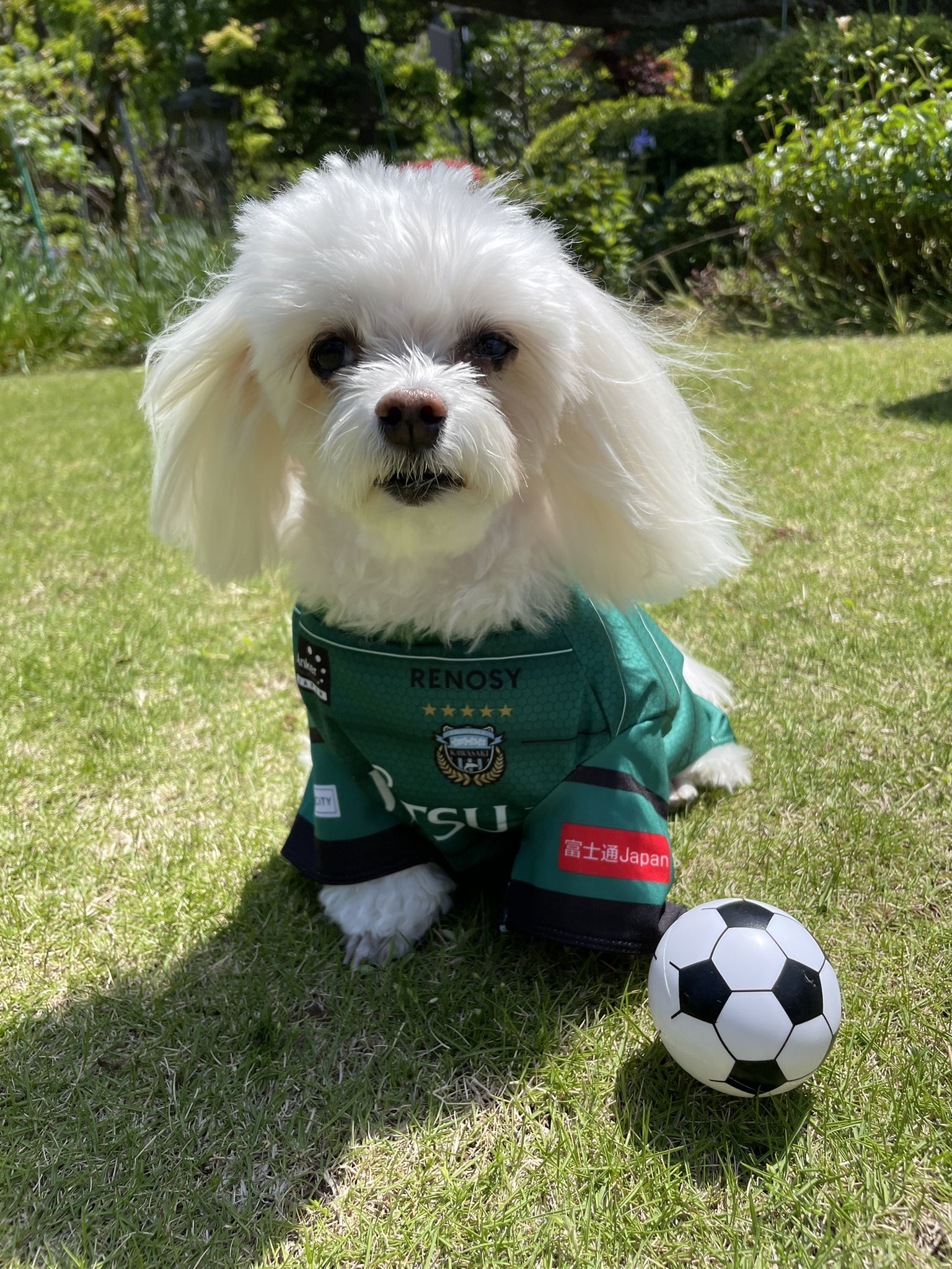 フロンターレ ユニフォーム 犬 WEB限定企画!「2021ユニフォームデザイングッズ第2弾」受注販売