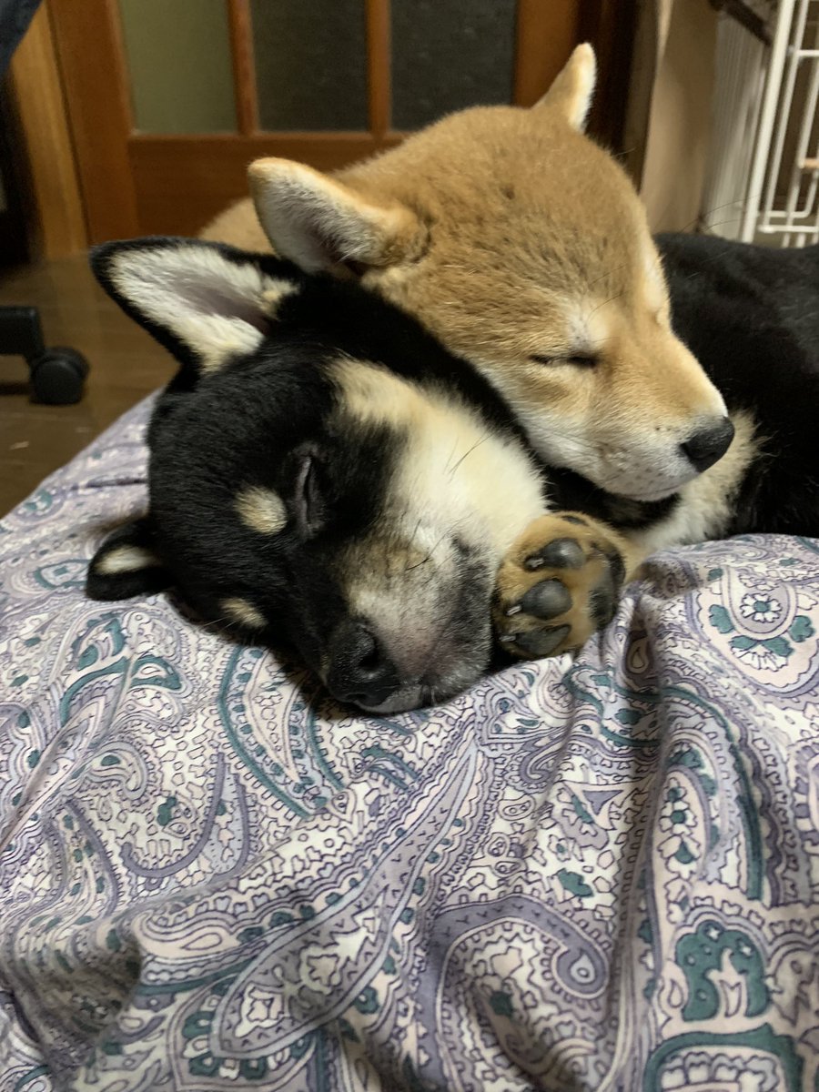 柴犬癒し 柴犬癒し