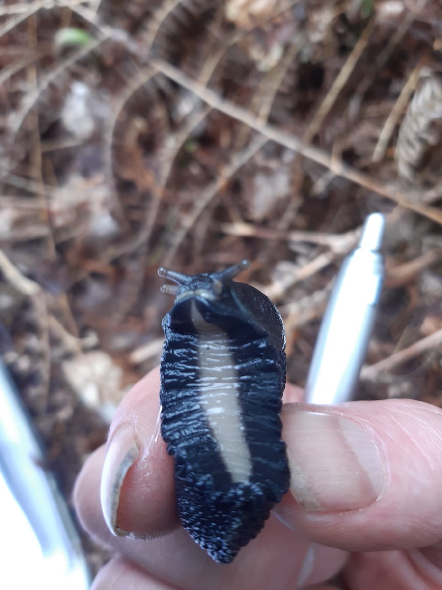 <a href="/StichtingIKL/">Stichting IKL</a> Verrassend wat een opname van adelaarsvarens kan opleveren: Zwarte aardslak. Een zeer zeldzame soort in Nederland. @Natuurmonument #Sintjansberg #natura2000