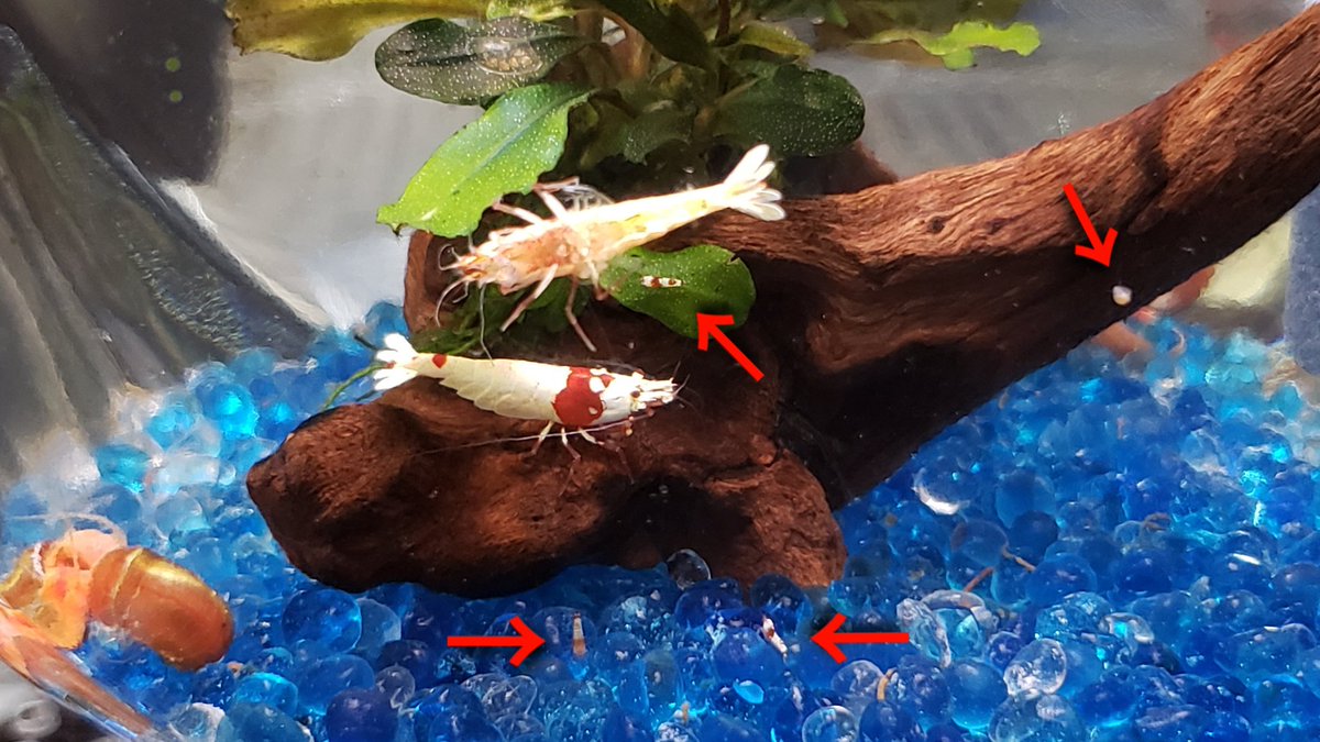 レッドラムズホーン Twitter Search