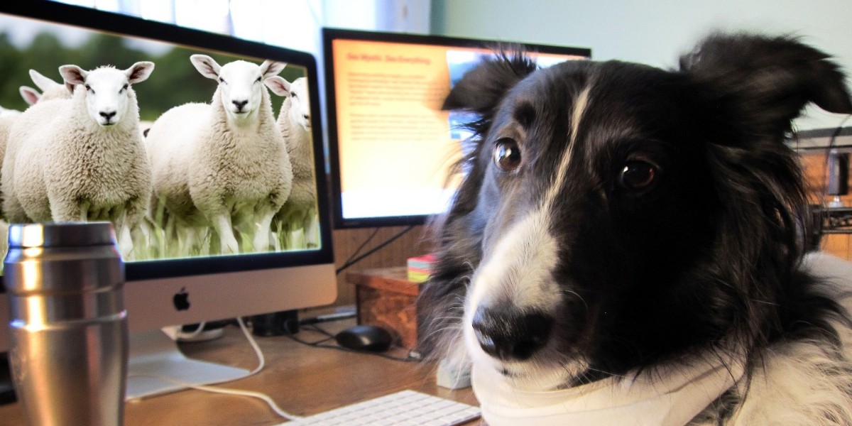 mirandacreative's tweet image. Small Business, Big Personality! Bentley is celebrating Small Business Day with us! ❤️✨

#MirandaCreative #Made2Create #community #communitylove #MCMojo #CreativeCommunity