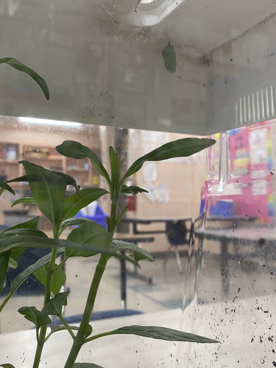 We have a chrysalis!!! (Top right)🦋