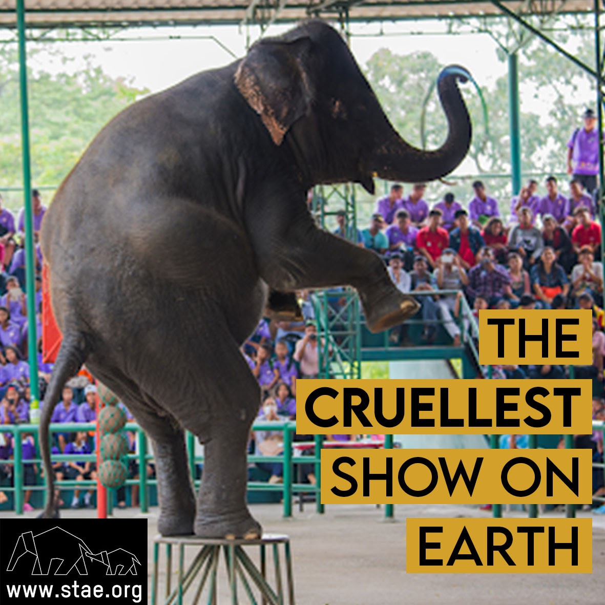 stae_elephants's tweet photo. Tragically, promoted by @ABTAtravel members, Sriracha Tiger Zoo will reopen next week to resume beating and stabbing eles and tigers into tricks and shows while ABTA members promote and profit from the tragedy: https://t.co/fvH9bFvhv8 https://t.co/nCUCeWBiGT