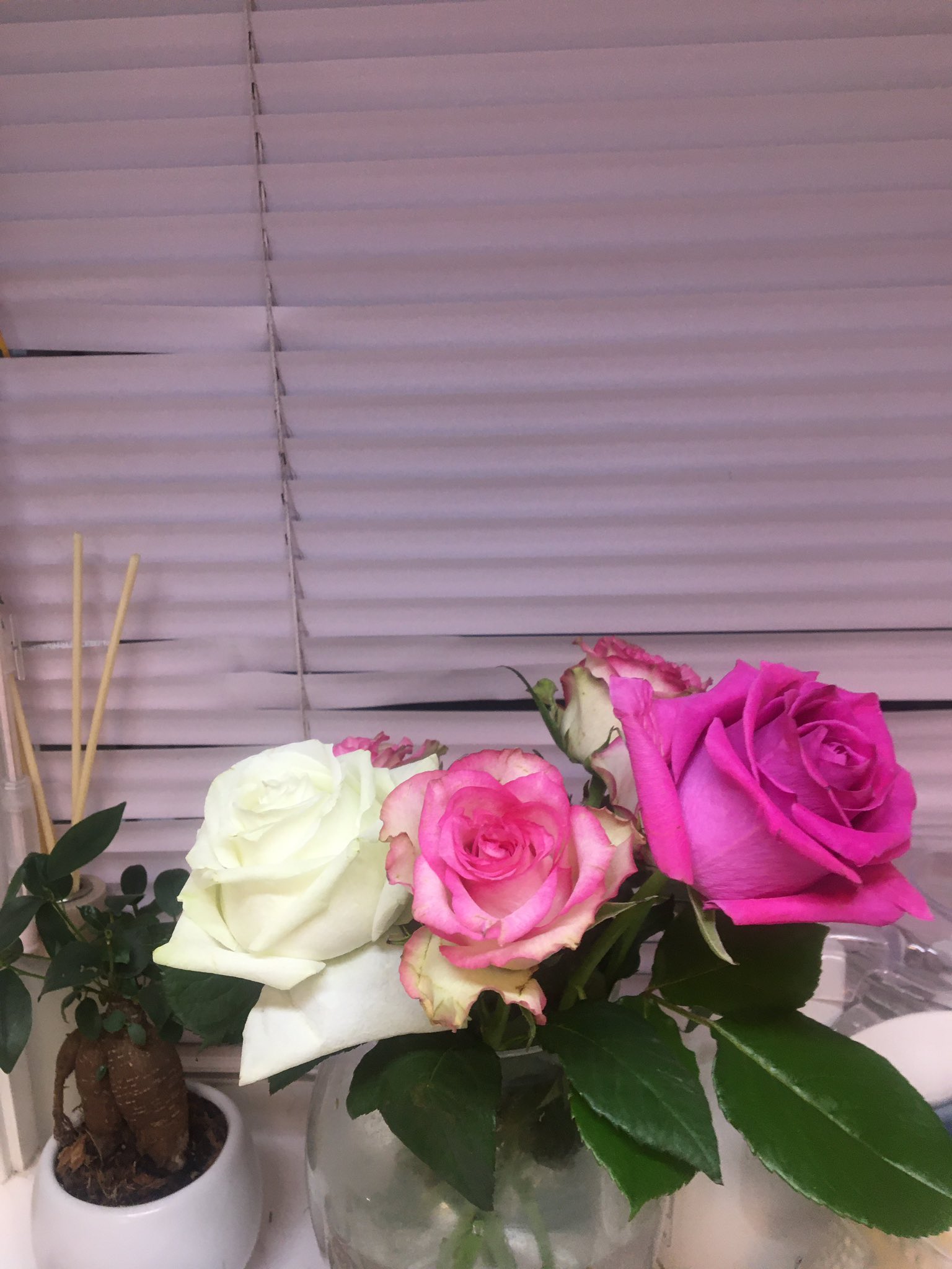 中川桂子 この薔薇達が残りました なるべく長持ちするよう頑張ります 薔薇のおすそ分けもかなりしました 鉢の薔薇達の水やりは一日二回 みんな綺麗です T Co Sdaviid8rl Twitter