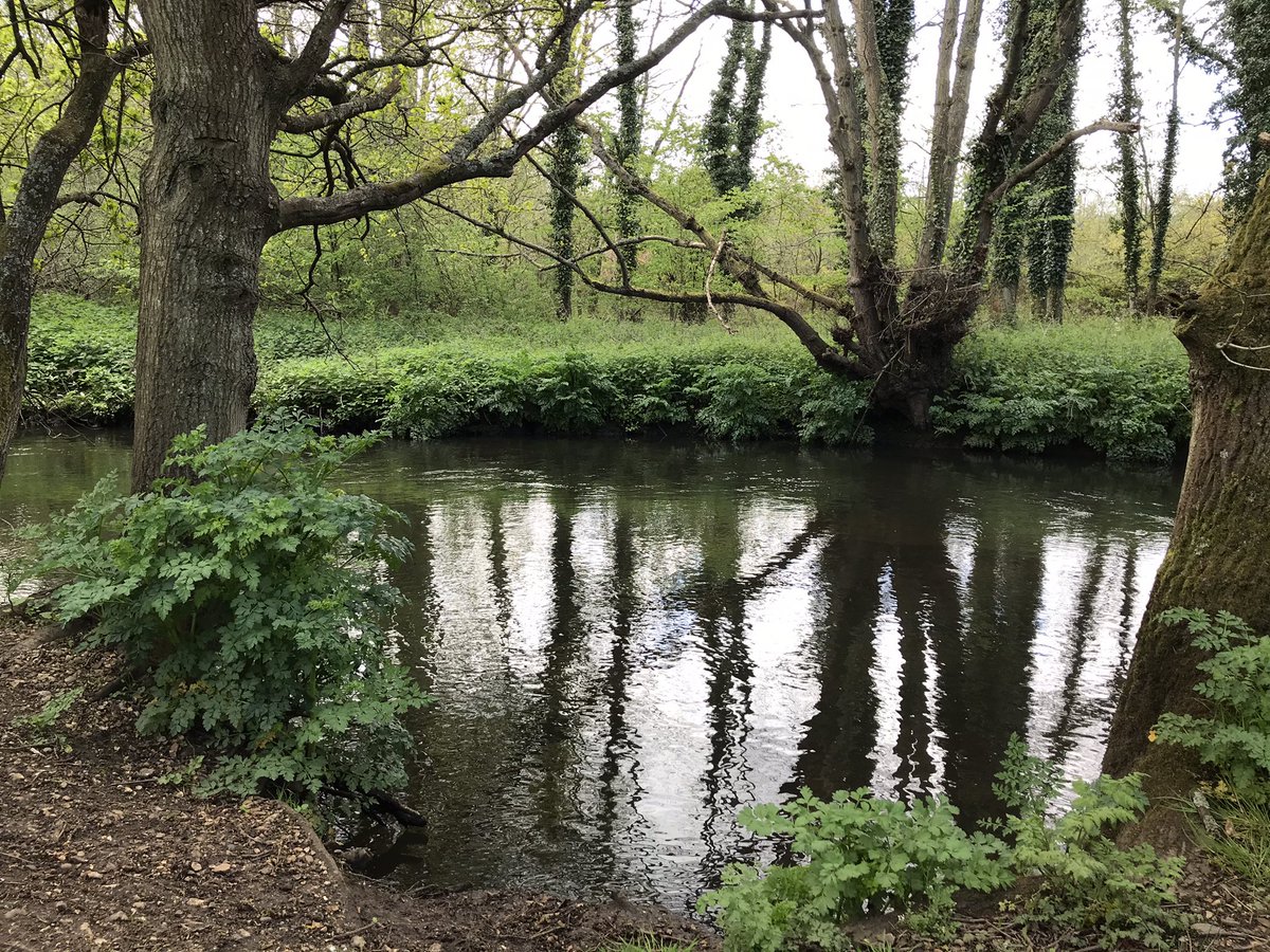 hancloke's tweet photo. 💦 #Thames #WaterBlitz 💦
Lots of lovely #Blue 🌸 in the woods 🌳🌲 
&amp; lots of not so lovely #Pink 😱 in the River #Blackwater https://t.co/bMyOSvFWKE