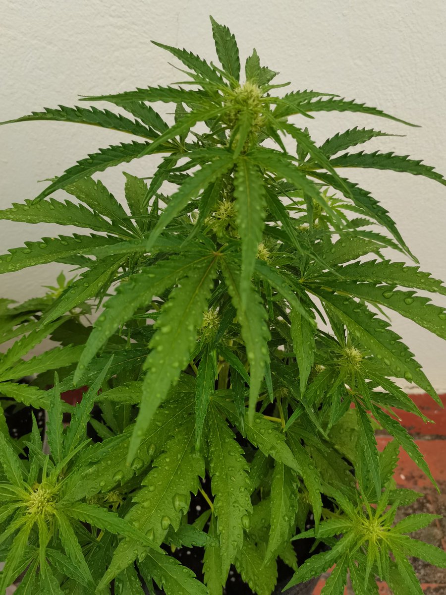 CPTN_Rastafari's tweet photo. #FelizSemana para tod@s

Las #AutoCritical de @GiftsGreenwood en floración y bajo la lluvia, , formando cogollos que se ven venir compactos y con aroma muy intenso. Esto promete... https://t.co/os5amNStpI