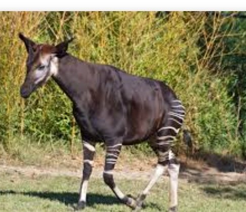 They have something called an Okapi now that I don't think was there last time. I'd like to apologise for calling it a "freakish affront to God" in front of a group of small children. In my defence, look at the weird prick.