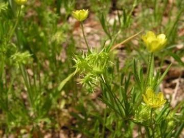 Congratulations Liz Stroud, Amy &amp; Mike! A stable isotope &amp; functional weed ecology investigation into Chalcolithic cultivation practices in Central Anatolia: Çatalhöyük, Çamlıbel Tarlası and Kuruçay sciencedirect.com/science/articl… #archaeobotany