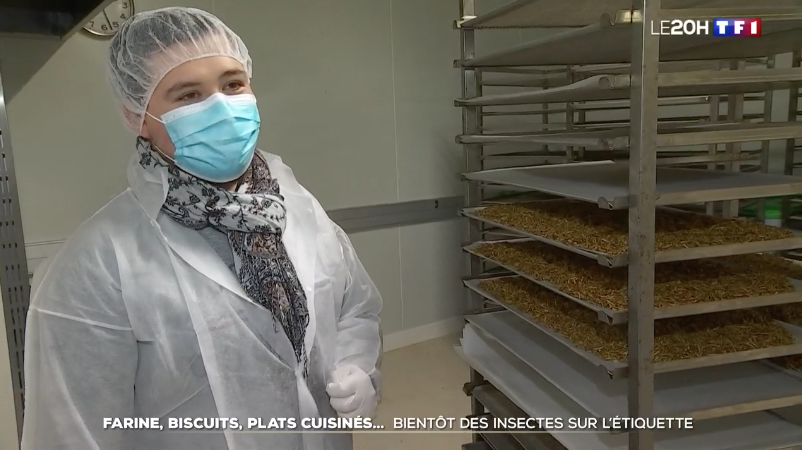 Merci à l'équipe du #JT20H de <a href="/TF1/">TF1</a> d'avoir mis en lumière nos #insectescomestibles et plus particulièrement nos #versdefarine molitors 🐛💪

Lien du replay => bit.ly/3o2UxsQ 

#insectes #jiminis #tf1 #siminietsibon