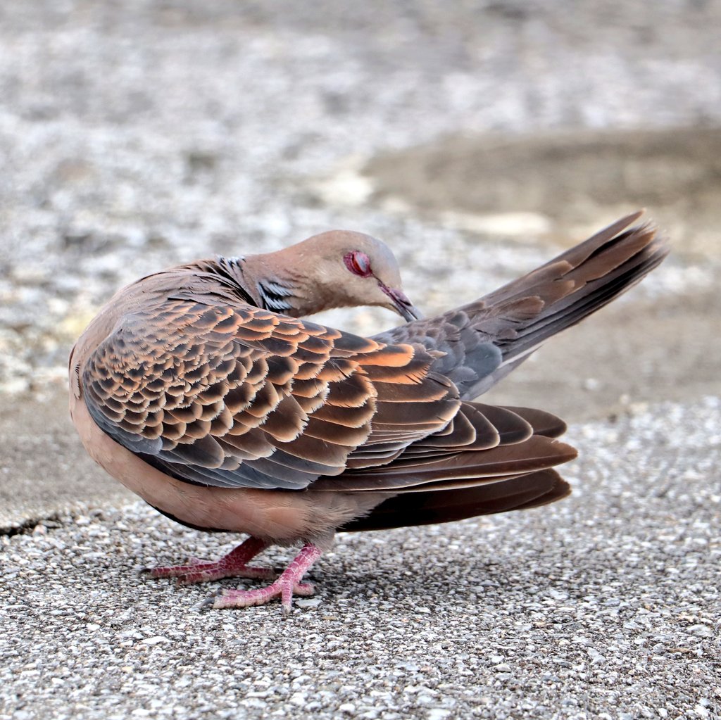 琉球神鳩 Ryukyu Kijibato Twitter
