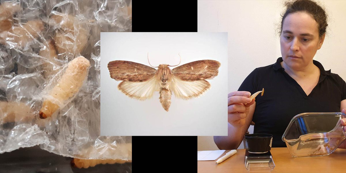 bugburger's tweet photo. A new Swedish entopreneur has entered the stage! And both the insect used and the application is exciting! Read interview with Nathalie Berezina here: https://t.co/qYoObwugop

#entopreneurs https://t.co/2RHM8aRaPc