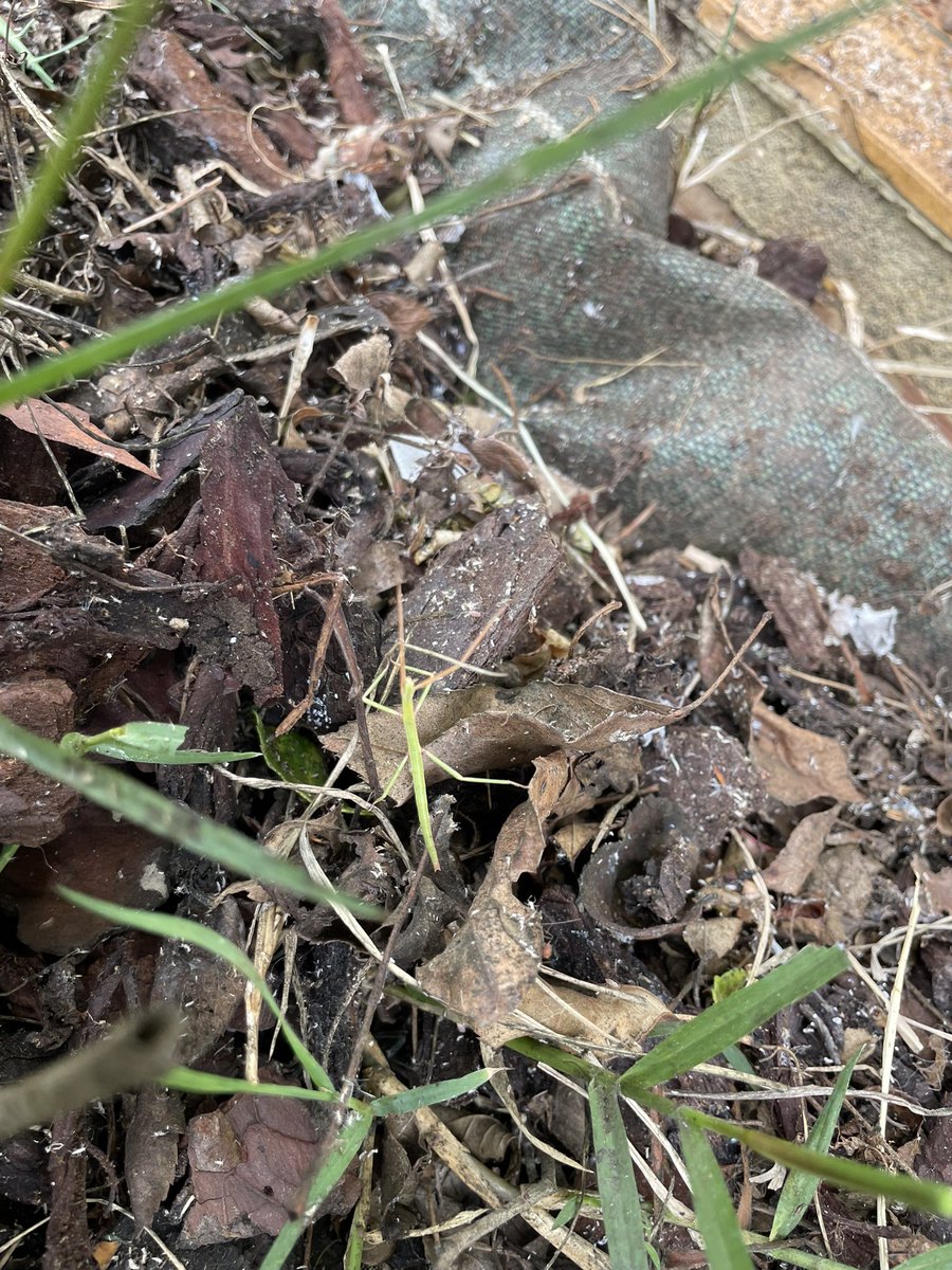 jpgb3232's tweet image. Voilà pourquoi je suis passé au naturel au jardin ! #phasme #bebe