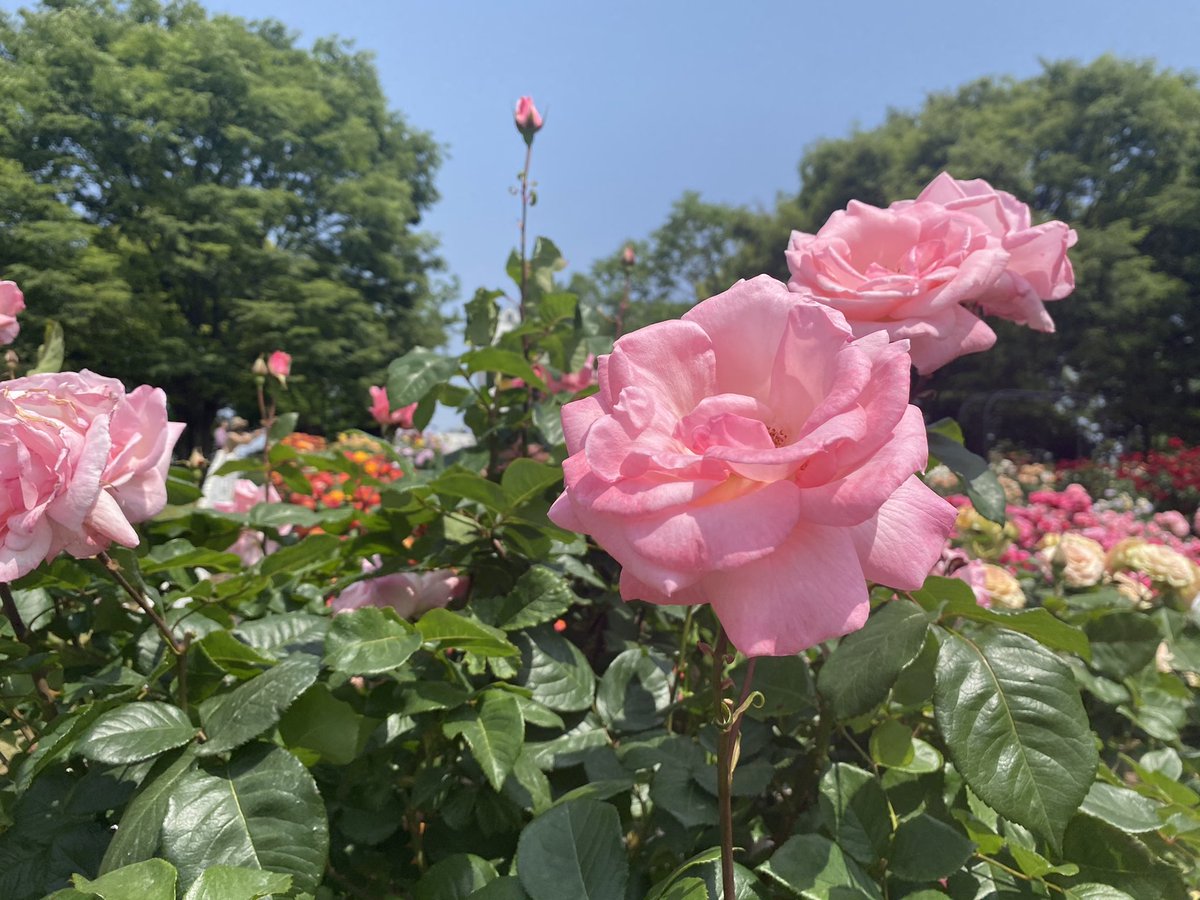 willbe_fudousan's tweet photo. 気持ちのいい日が続いてますね！砧公園はバラが咲き誇って、見頃です😉日の下でランチしたり、本を読んだり、思い思いにゆっくり過ごす休日も良いですよね〜🤗フキ https://t.co/4AupEIm6j1