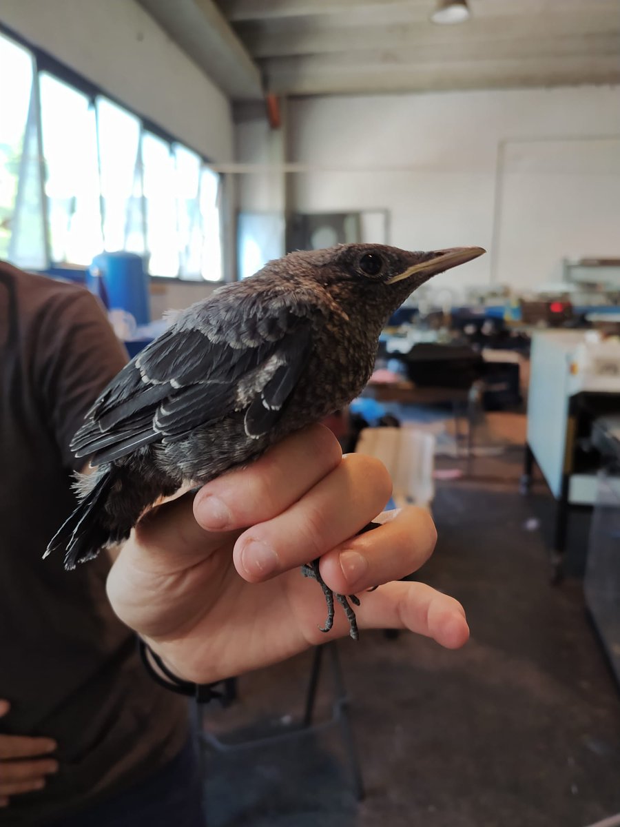 To the rescue! Our neighbours had a #BlueRockThrush nest in their building and one of the newly fledged chicks was stuck inside. We managed to catch it and free it (under the scrutiny of its alarmed father and of <a href="/CianchettiMarco/">Marco Cianchetti Benedetti</a>)
