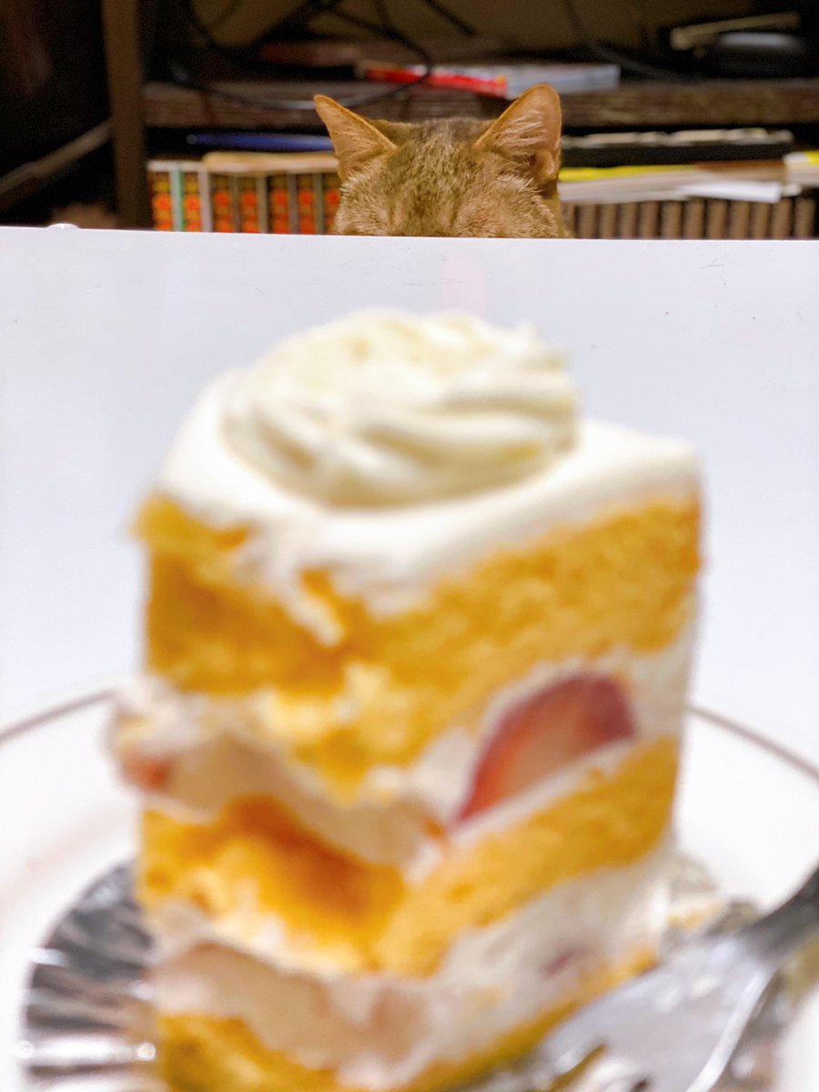 Moco_0217's tweet photo. 食べかけのケーキと
目を逸らす猫 https://t.co/qxU9YFEXn8
