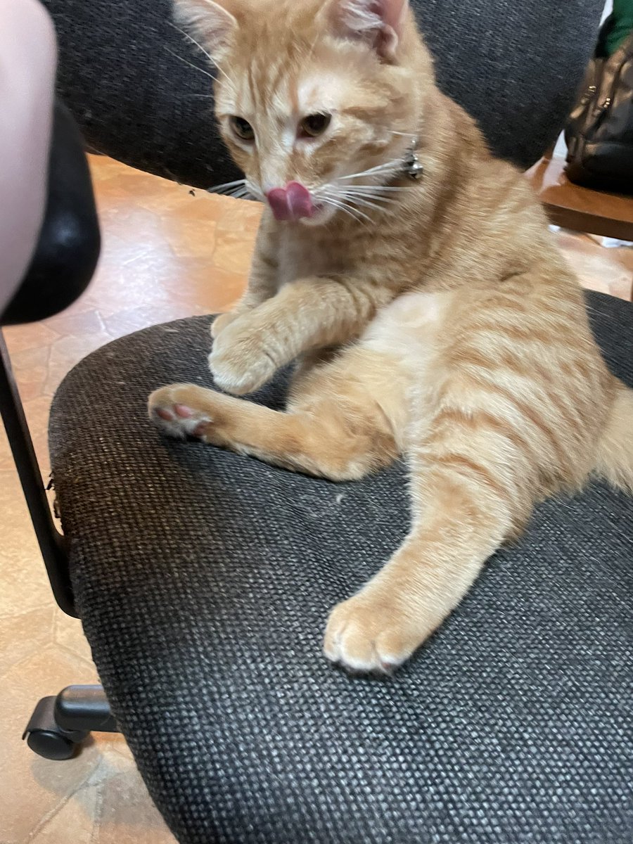 KhaosTheoryPod's tweet photo. @ShouldHaveCat https://t.co/ag0RePmV1l