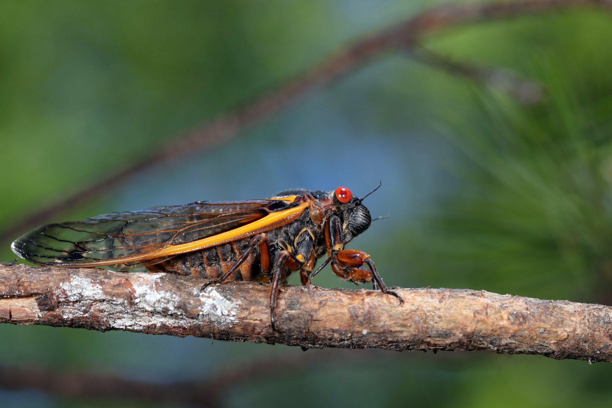 Lary Reeves on Twitter "There are no BroodX cicadas, or any periodical cicadas in Florida, so