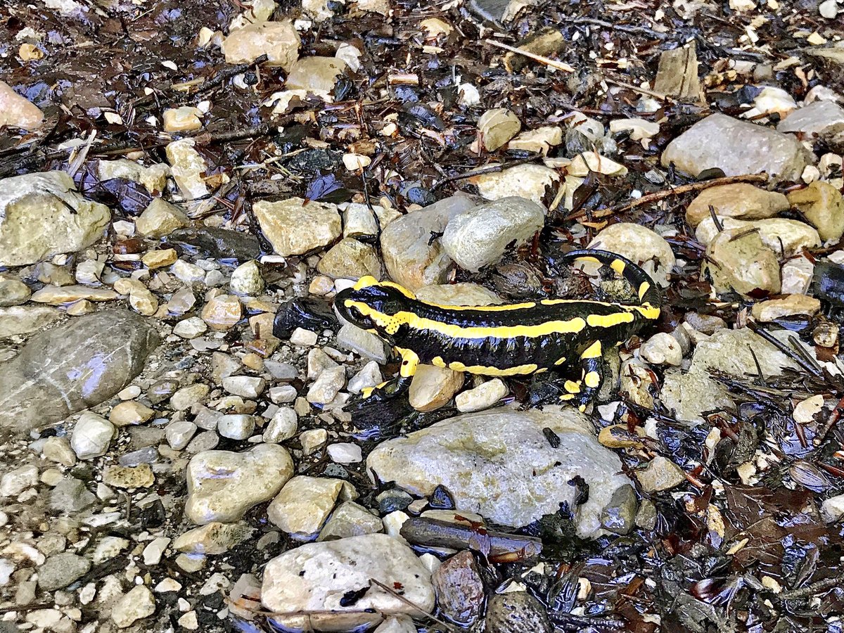 Belle rencontre en #randonnée #jpeuxpasjaimontagne #jpeuxpasjairando #salamandre #chartreuse #chartreusetourisme #massifchartreuse #alpes #alps #alpesishere #isere #iseretourisme #iserephotographie #auvergnerhonealpes #auvergnerhonealpestourisme  #naturephotography #naturelovers