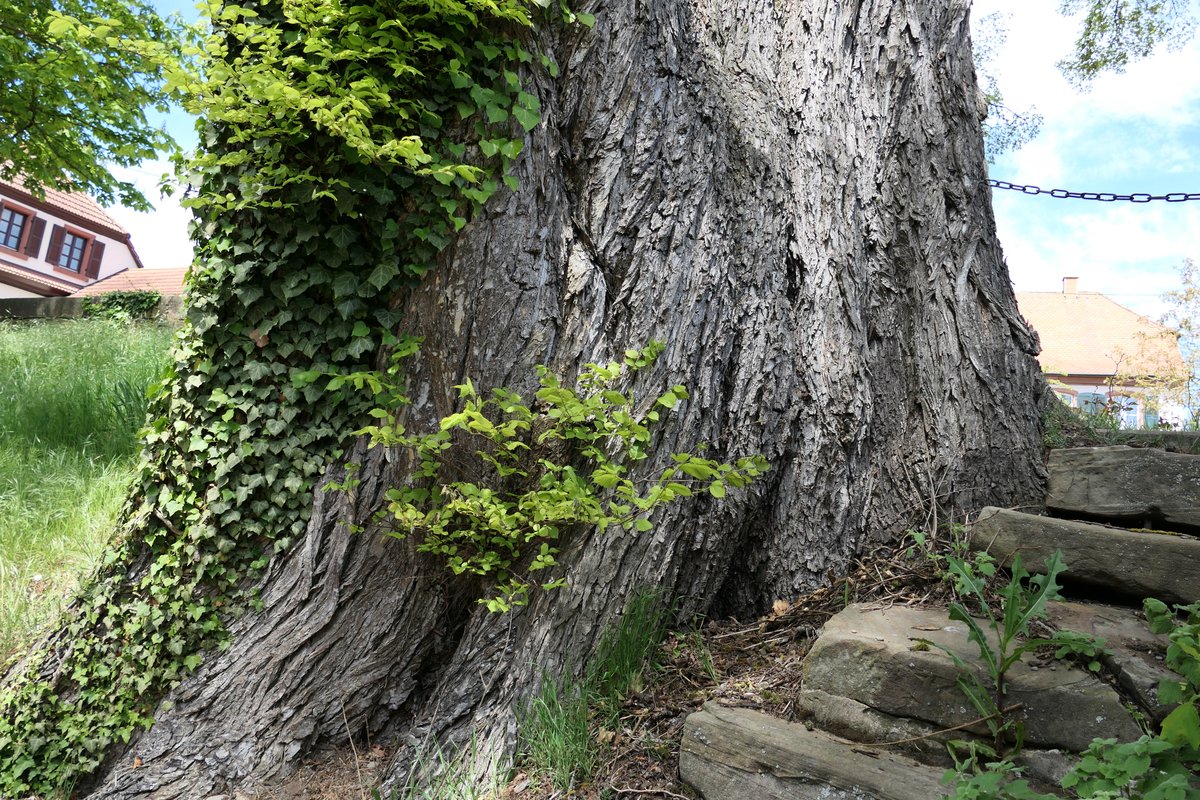 bergwaldprojekt's tweet photo. Gut 6,70 m Stammumfang. Die wohl mächtigste #Bergulme Deutschlands in #Minfeld.
#ulmusglabra #thicktrunktuesday https://t.co/GX6K8GOhR1