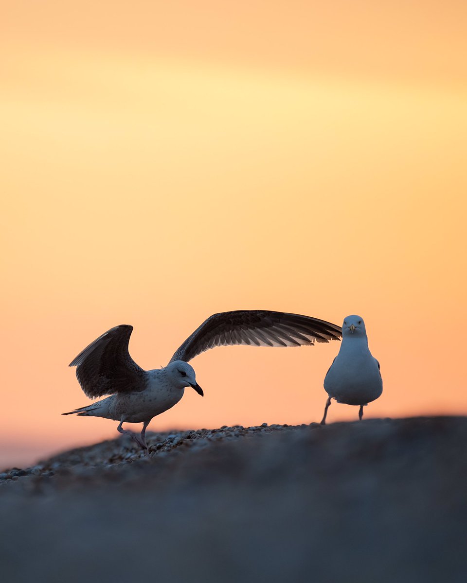 Jack_Newcombe_'s tweet photo. Love to see it getting warmer again, especially as we start to see more sunsets like this! #twitternaturecommunity #wildlifephotography #springwatch #bbcwildlifePOTD @wildlifemag @natureUK @Britnatureguide @WPPmagazine @LGSpace @wildlife_UK
@iNatureUK @BBCSpringwatch https://t.co/Jvbm6BbbGJ