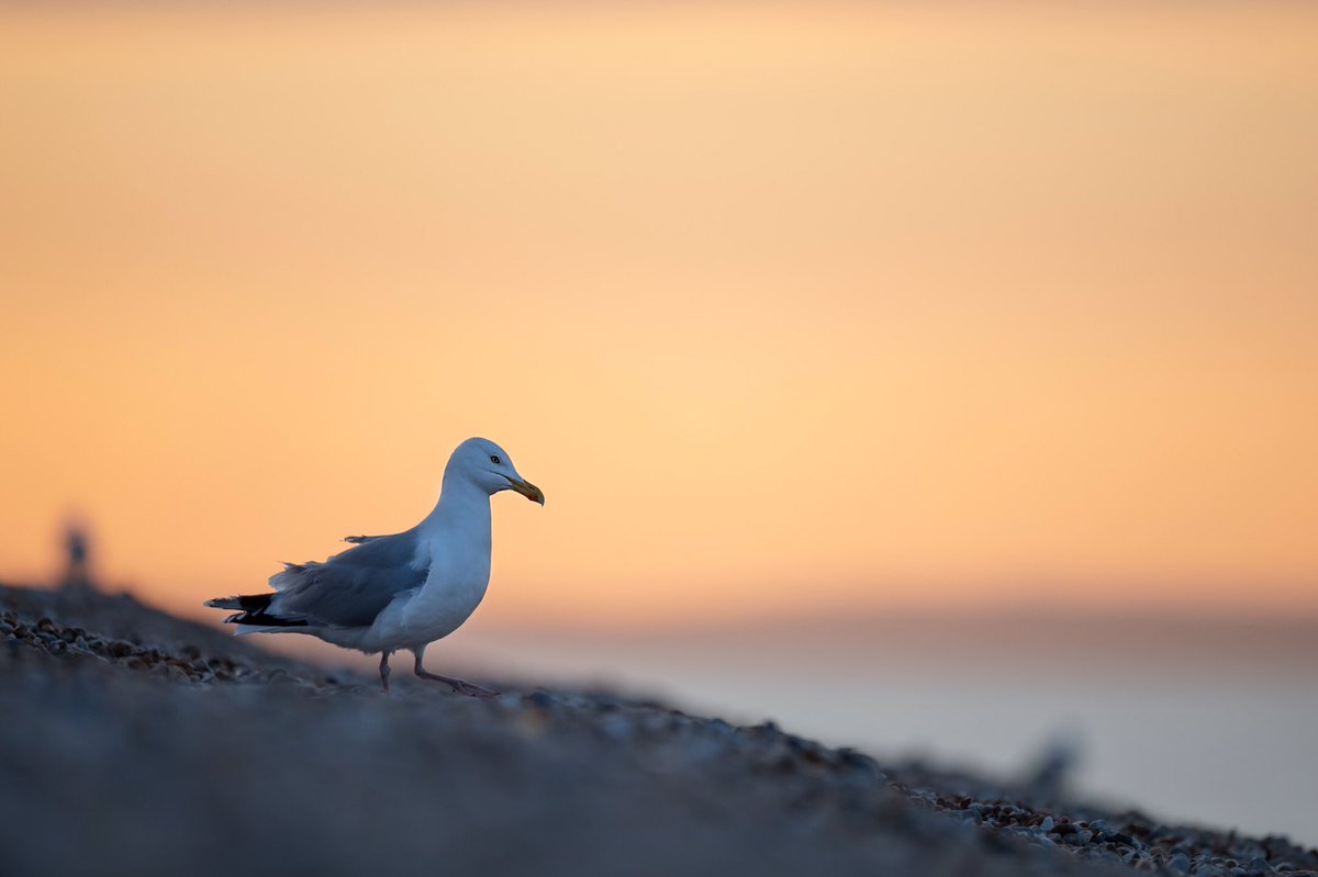 Jack_Newcombe_'s tweet photo. Love to see it getting warmer again, especially as we start to see more sunsets like this! #twitternaturecommunity #wildlifephotography #springwatch #bbcwildlifePOTD @wildlifemag @natureUK @Britnatureguide @WPPmagazine @LGSpace @wildlife_UK
@iNatureUK @BBCSpringwatch https://t.co/Jvbm6BbbGJ