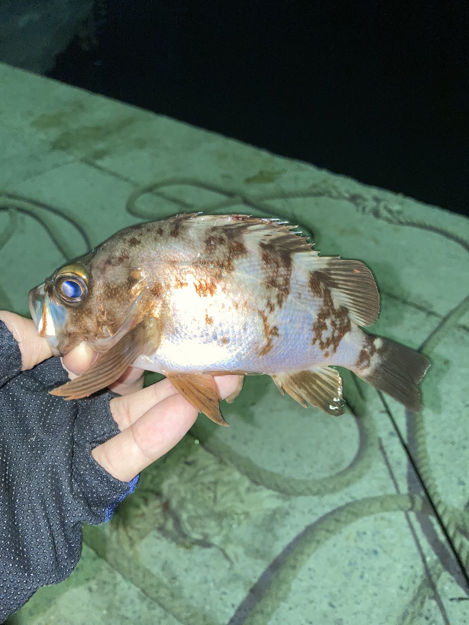 さかなメンタル 久々の三浦まわり 楽しかった メバル アジ カサゴの3種が遊んでくれた アジ写真は撮り忘れる 笑 釣り メバリング アジング ナッゾジグ インクスレーベル 三浦半島 T Co Gmz7ldi171 Twitter