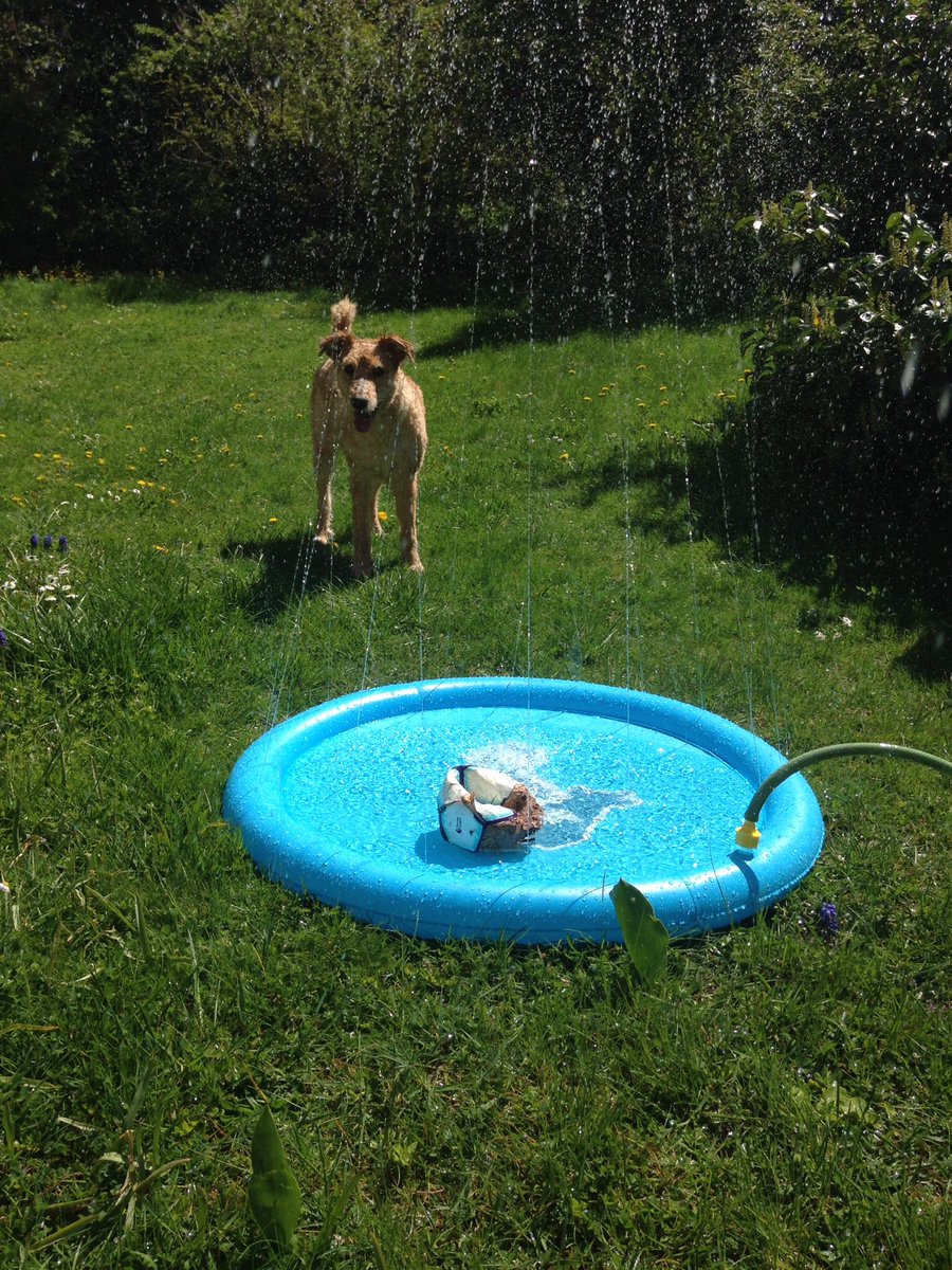 canis_lupus_76's tweet photo. After the #sprinklingflower we tried the coolpets #splashpool 🐾🐾 Chewy loves it and if you turn the waterhose off, there‘s still water in the pool to lay down in 😉😂 I‘ll send you a short video as promised for Teddy @walthollick 👋👋👋🐾🐾🐾 https://t.co/xqauCsNRzv