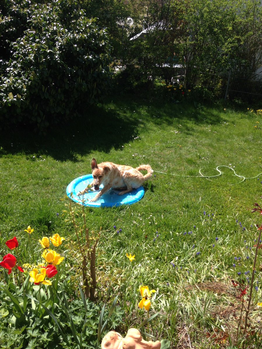 canis_lupus_76's tweet photo. After the #sprinklingflower we tried the coolpets #splashpool 🐾🐾 Chewy loves it and if you turn the waterhose off, there‘s still water in the pool to lay down in 😉😂 I‘ll send you a short video as promised for Teddy @walthollick 👋👋👋🐾🐾🐾 https://t.co/xqauCsNRzv