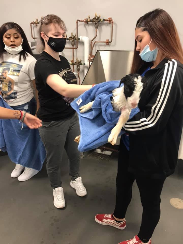 DeniseAyres13's tweet photo. When learning is authentic, students engage! I would too - how fun is this!!! #WildcatWorkforce Livestock Production students wash and dry baby goats. #RotationStations of bathing, holding, and blow drying give students experience in multiple areas of learning. #ReachingHigher https://t.co/P2blG8Tf4N