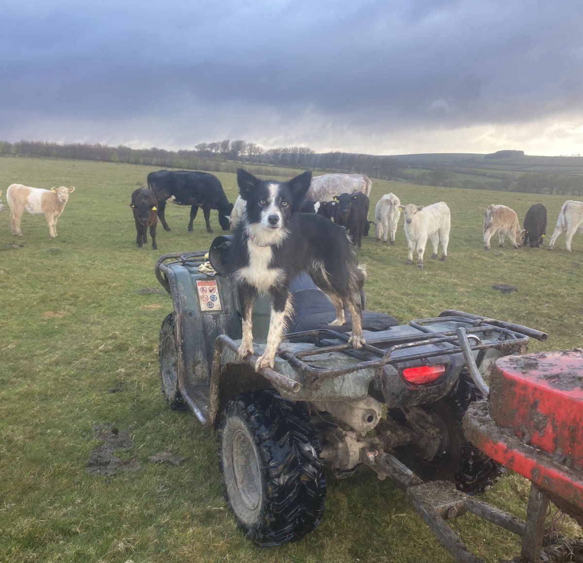 newlandfarm's tweet photo. #CoDrivers https://t.co/nqc8KZGQZE
