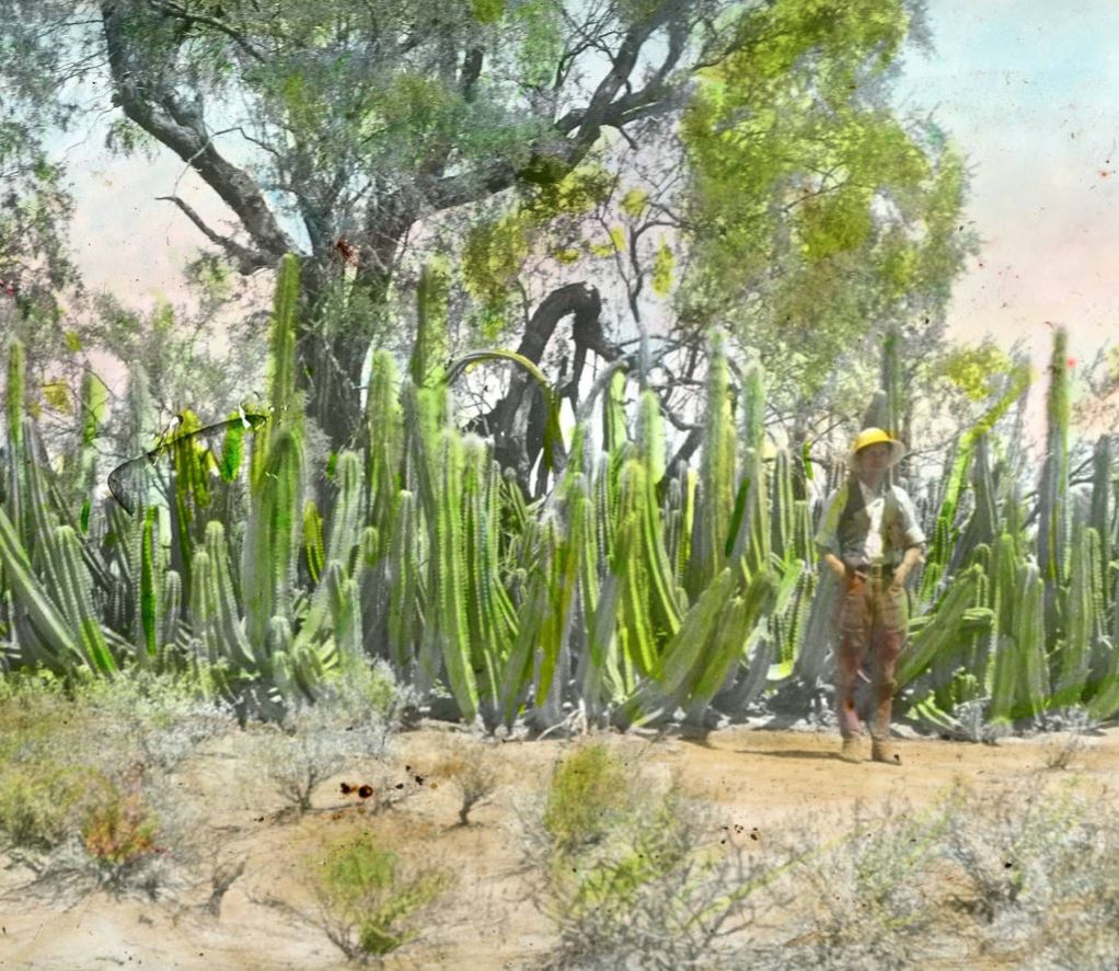 StateLibAZ's tweet photo. It's #NationalCactusDay! π΅πΈπ΅πΈ
Arizona is lucky to be home to so many varieties of cactus.
Enjoy these images of just a few of them from the #ArizonaMemoryProject: https://t.co/73e6iWsAUD
#ArizonaMemoryProjectpartners https://t.co/wZP9INCCnh