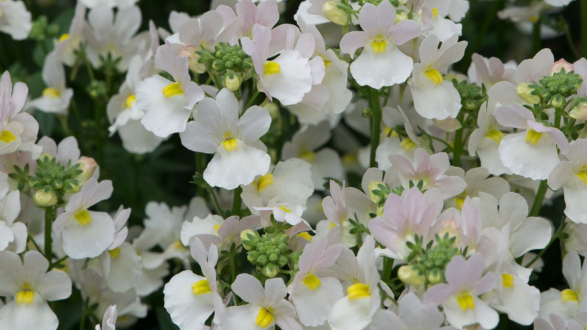 Nemesia Wisley Vanilla is a truly lovely variety with its sweet vanilla fragrance and delicate white flowers with striking yellow centres. Very free-flowering they are perfect for providing both colour and scent to your garden throughout the warm summer months.