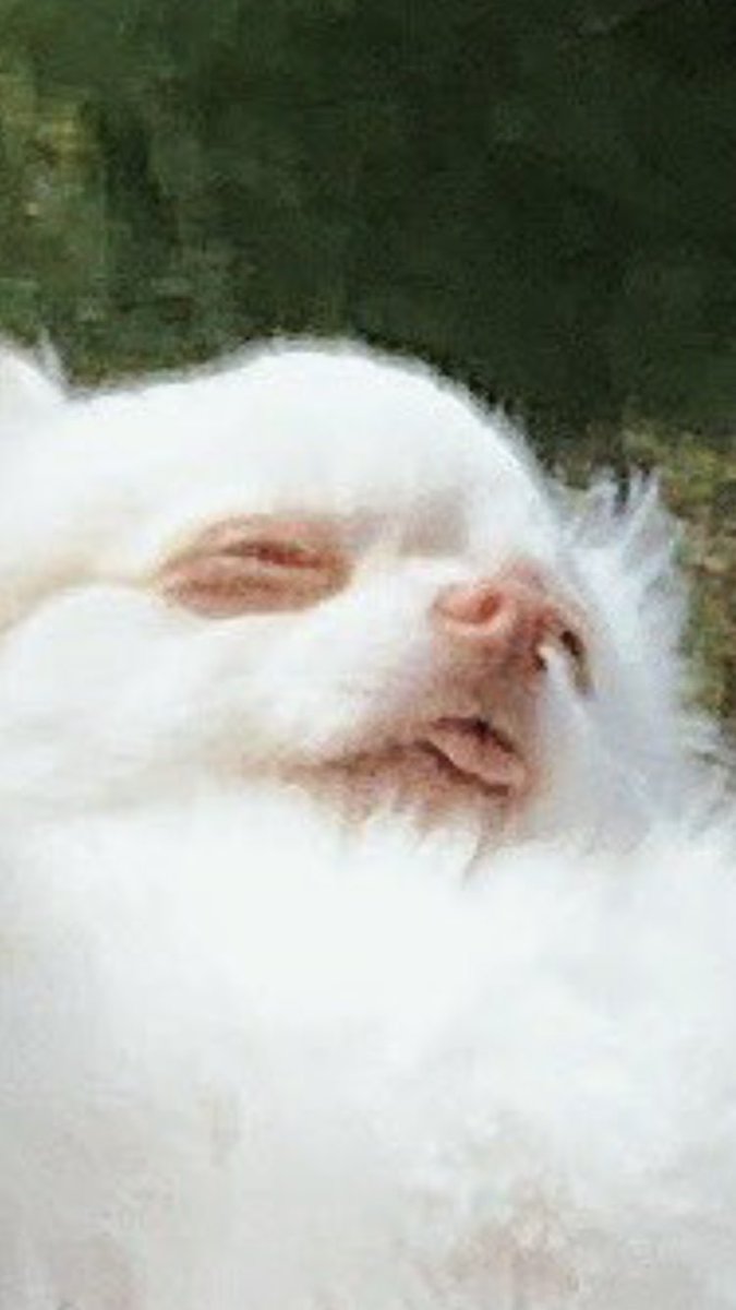 DenyTheSerpent's tweet image. This is my new favorite picture lol