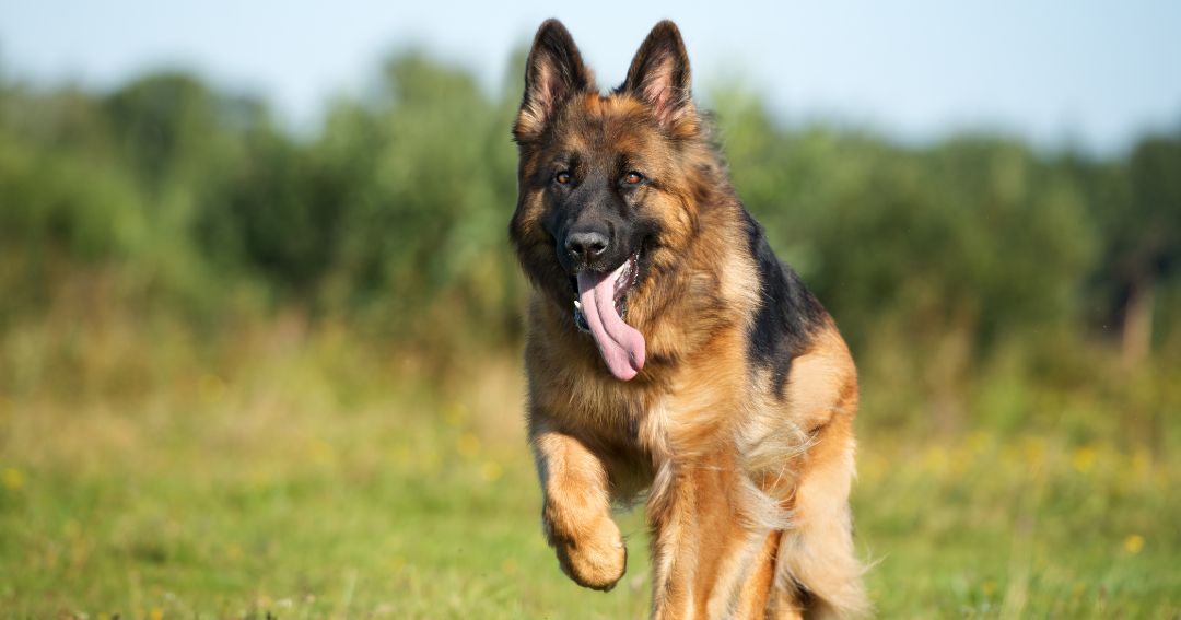 Happy German Shepherd Day! We love German Shepherds, they are loving, loyal, fun, and protective dogs. Comment below if you have a German Shepherd! #GermanShepherdDay