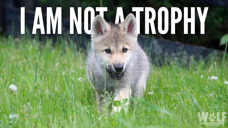 nywolforg's tweet photo. Idaho passed the bill that will allow hunters + trappers to kill up to 90% of it’s wolves, including the killing of newborn pups + nursing mothers.

🚨 URGENT-- Urge President Biden + Interior Sec. Haaland to restore federal protections for wolves NOW ➡ https://t.co/UTrG9dGvX9 https://t.co/Pz0Egdppwv