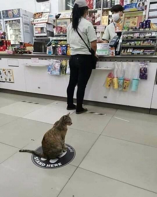 Sana distancia 🐾🐱