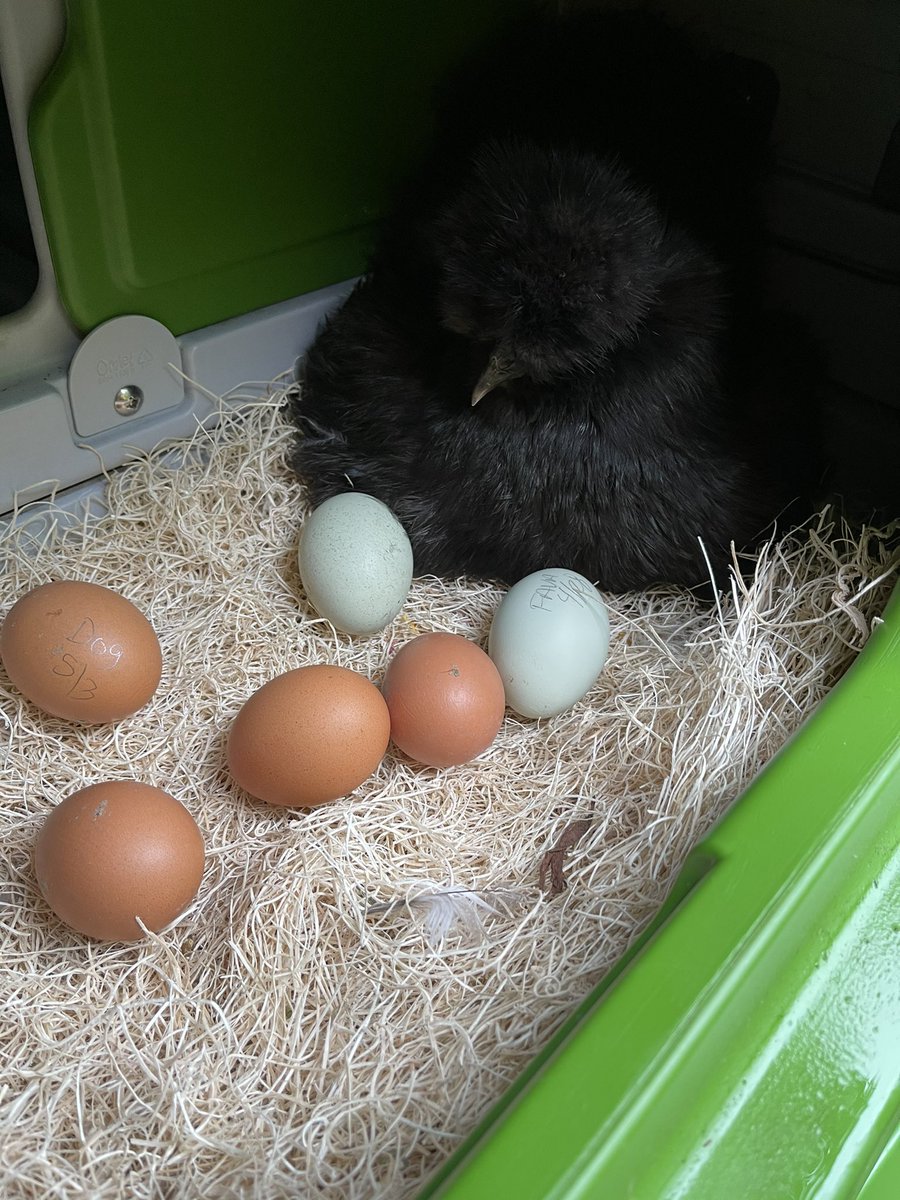 3/ So I put all of the eggs in the nesting box with her